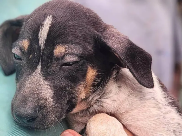 Cachorro ra a SRD-ViraLata idade 2 a 6 meses nome Sidra