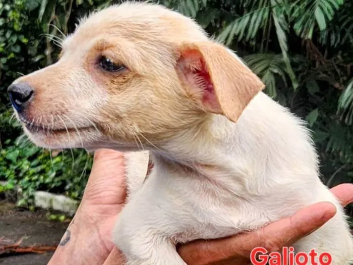 Cachorro ra a SRD-ViraLata idade 2 a 6 meses nome Galioto 