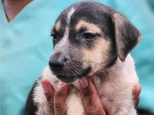 Cachorro raça SRD-ViraLata idade 2 a 6 meses nome Saquê 