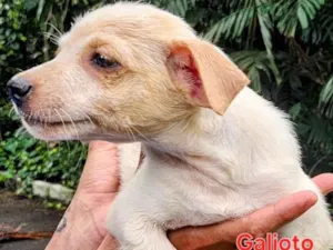 Cachorro raça SRD-ViraLata idade 2 a 6 meses nome Galioto 