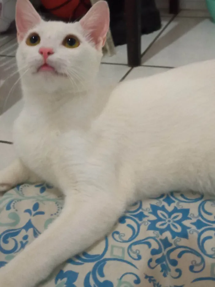 Gato ra a SRD-ViraLata idade 2 anos nome Haku