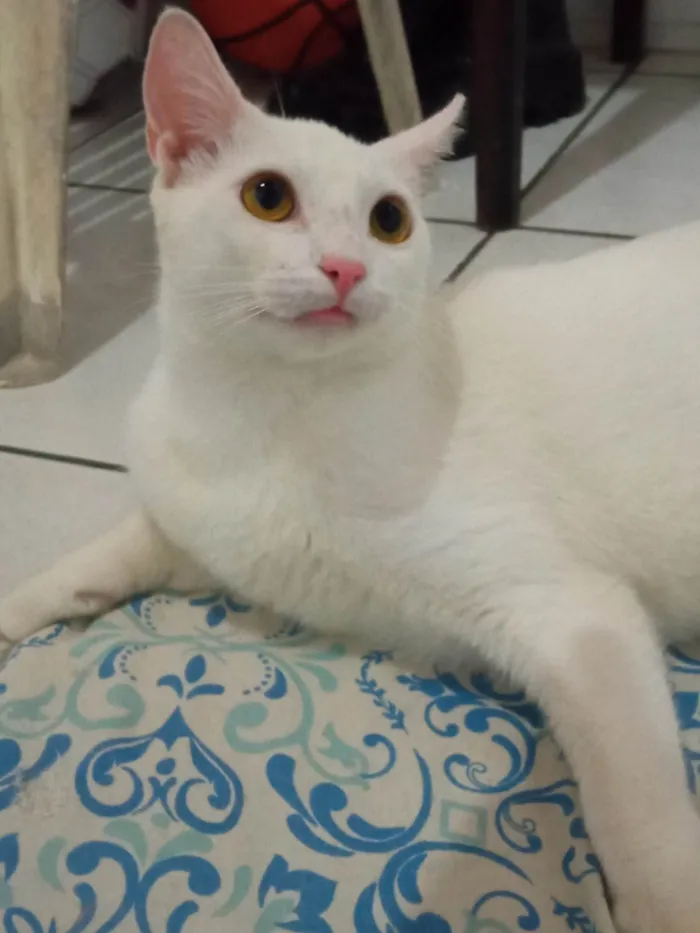 Gato ra a SRD-ViraLata idade 2 anos nome Haku