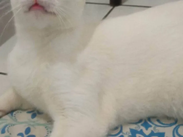 Gato ra a SRD-ViraLata idade 2 anos nome Haku