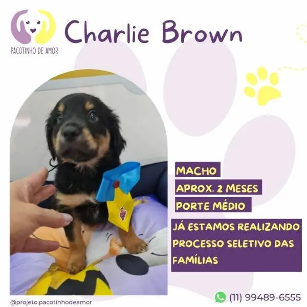 Cachorro ra a SRD-ViraLata idade 2 a 6 meses nome Charlie Brown