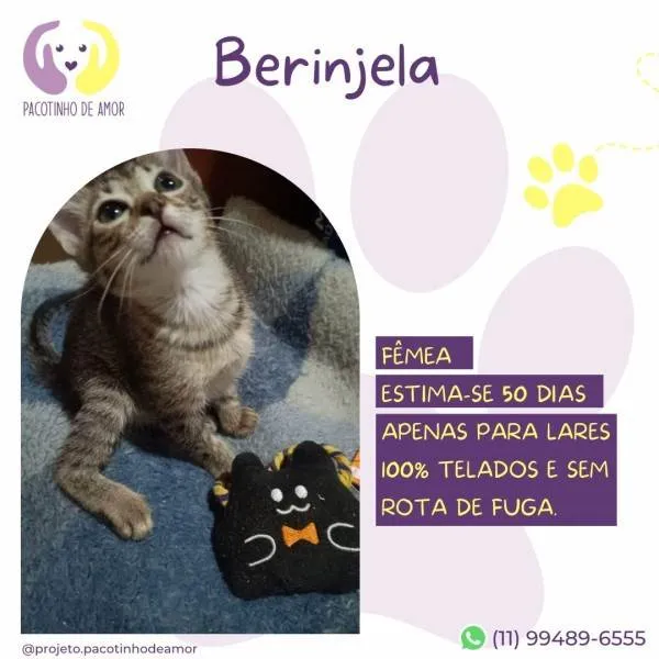 Gato ra a SRD-ViraLata idade 2 a 6 meses nome Berinjela