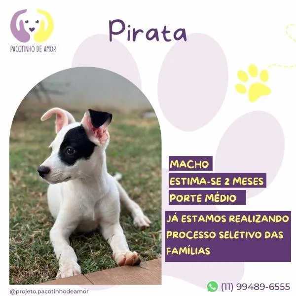 Cachorro ra a SRD-ViraLata idade 2 a 6 meses nome Pirata