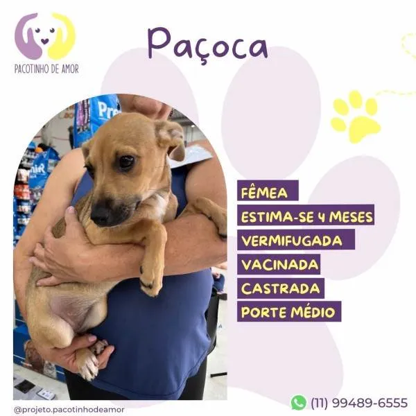 Cachorro ra a SRD-ViraLata idade 2 a 6 meses nome Pacoca