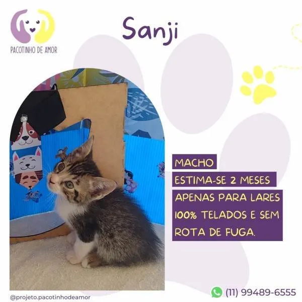 Gato ra a SRD-ViraLata idade 2 a 6 meses nome Sanji