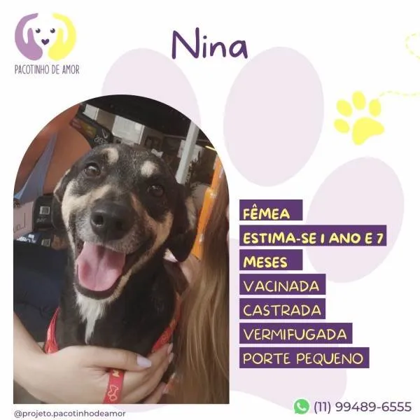 Cachorro ra a SRD-ViraLata idade 1 ano nome Nina