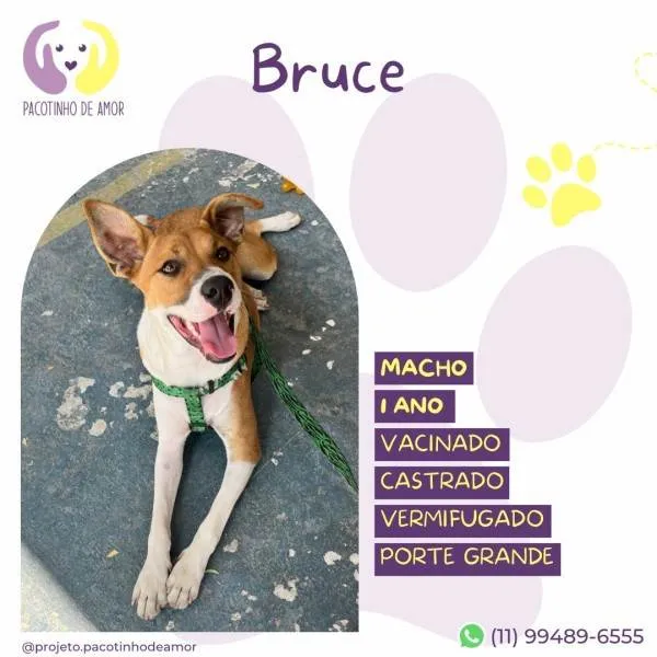 Cachorro ra a SRD-ViraLata idade 1 ano nome Bruce