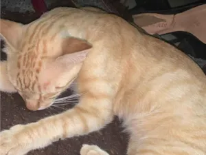 Gato raça SRD-ViraLata idade 7 a 11 meses nome Não tem nome ainda 