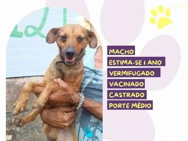 Cachorro ra a SRD-ViraLata idade 1 ano nome Hercules