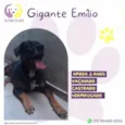 Gigante Emilio