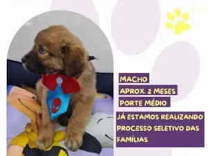 Cachorro raça SRD-ViraLata idade 2 a 6 meses nome Linus Van Pelt