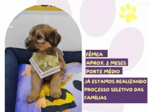 Cachorro raça SRD-ViraLata idade 2 a 6 meses nome Lucy Van Pelt