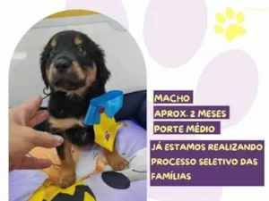 Cachorro raça SRD-ViraLata idade 2 a 6 meses nome Charlie Brown