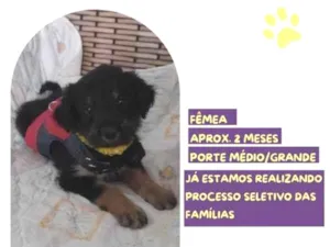 Cachorro raça SRD-ViraLata idade 2 a 6 meses nome Sally Brown