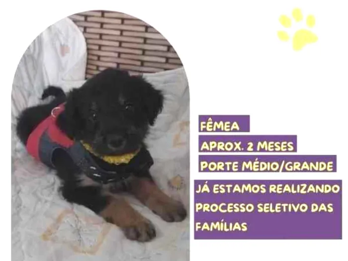 Cachorro ra a SRD-ViraLata idade 2 a 6 meses nome Sally Brown