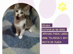 Gato raça SRD-ViraLata idade 2 a 6 meses nome Azeitona