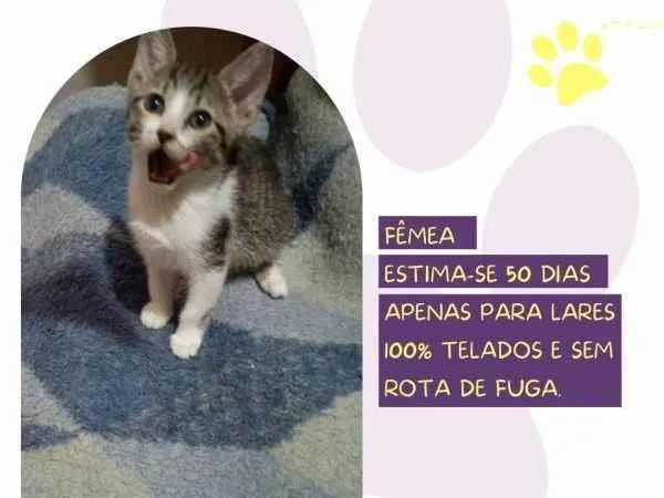 Gato ra a SRD-ViraLata idade 2 a 6 meses nome Azeitona