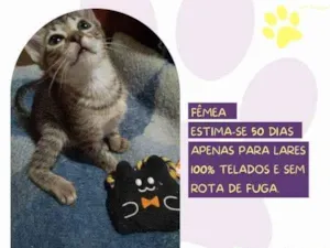 Gato raça SRD-ViraLata idade 2 a 6 meses nome Berinjela