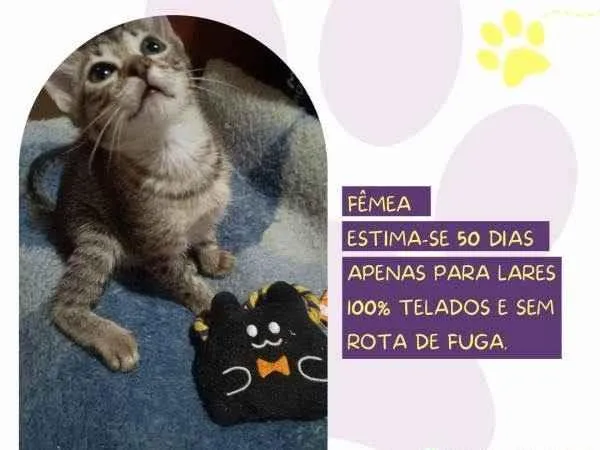 Gato ra a SRD-ViraLata idade 2 a 6 meses nome Berinjela