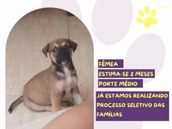 Cachorro ra a SRD-ViraLata idade 2 a 6 meses nome Moana