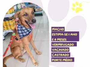 Cachorro raça SRD-ViraLata idade 1 ano nome Ferrugem