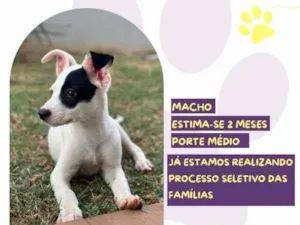 Cachorro raça SRD-ViraLata idade 2 a 6 meses nome Pirata