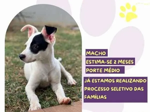 Cachorro ra a SRD-ViraLata idade 2 a 6 meses nome Pirata