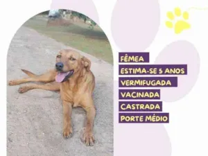 Cachorro raça SRD-ViraLata idade 1 ano nome Vivi