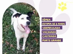 Cachorro raça SRD-ViraLata idade 1 ano nome Laila