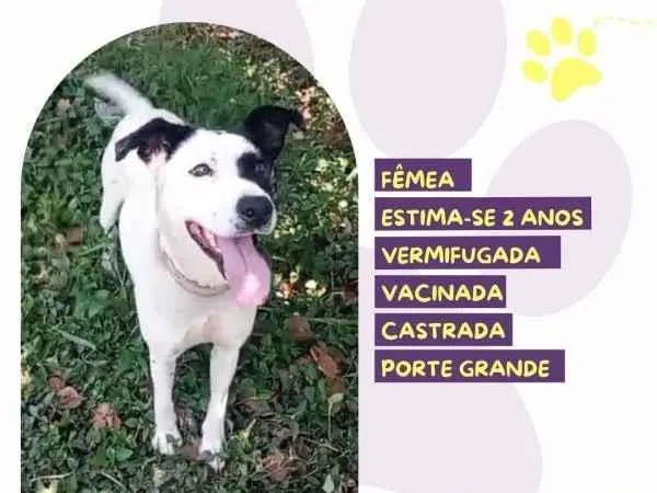 Cachorro ra a SRD-ViraLata idade 1 ano nome Laila