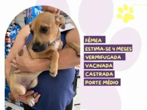 Cachorro raça SRD-ViraLata idade 2 a 6 meses nome Pacoca