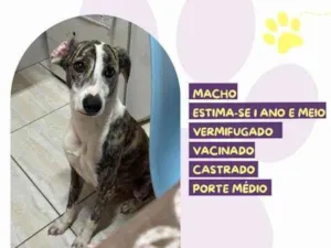 Cachorro raça SRD-ViraLata idade 1 ano nome Enzo