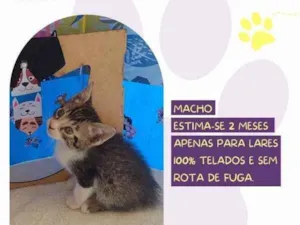 Gato raça SRD-ViraLata idade 2 a 6 meses nome Sanji