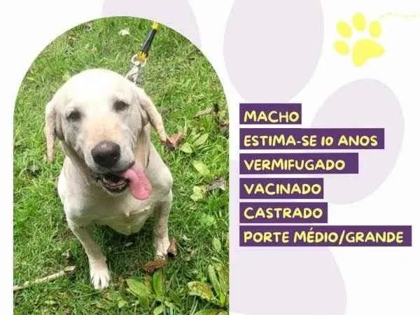 Cachorro ra a SRD-ViraLata idade 1 ano nome Joca