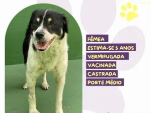 Cachorro raça SRD-ViraLata idade 1 ano nome Rebeca