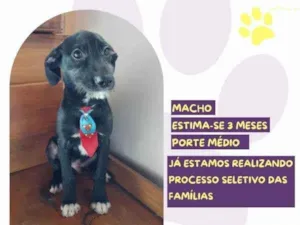 Cachorro raça SRD-ViraLata idade 2 a 6 meses nome Pantera