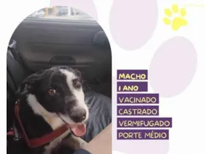 Cachorro raça SRD-ViraLata idade 1 ano nome Zeus