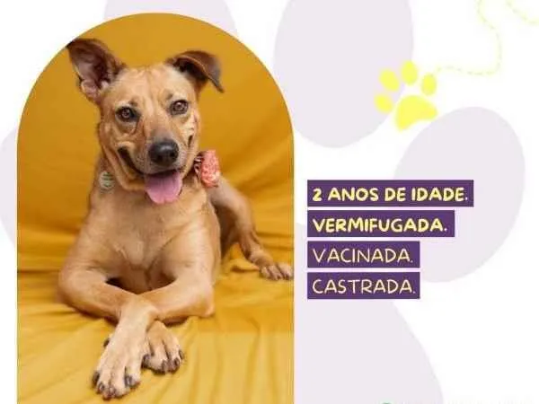 Cachorro ra a SRD-ViraLata idade 1 ano nome Caramela