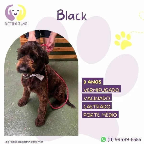 Cachorro ra a SRD-ViraLata idade 1 ano nome Black