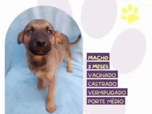 Cachorro raça SRD-ViraLata idade 2 a 6 meses nome Eddie