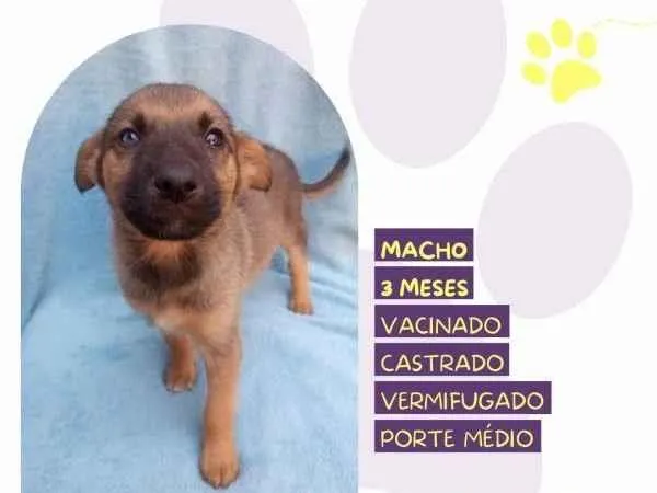 Cachorro ra a SRD-ViraLata idade 2 a 6 meses nome Eddie