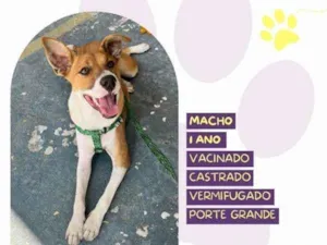 Cachorro raça SRD-ViraLata idade 1 ano nome Bruce