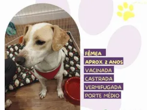 Cachorro raça SRD-ViraLata idade 1 ano nome Cristal