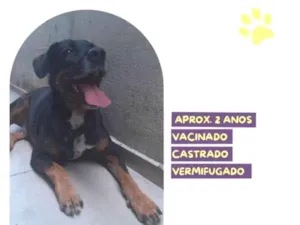 Cachorro raça SRD-ViraLata idade 1 ano nome Gigante Emilio