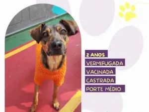 Cachorro raça SRD-ViraLata idade 1 ano nome Maraisa