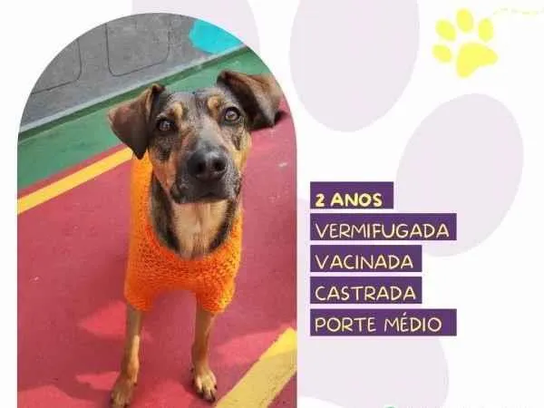 Cachorro ra a SRD-ViraLata idade 1 ano nome Maraisa