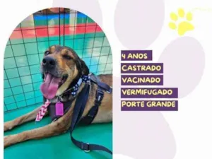 Cachorro raça SRD-ViraLata idade 1 ano nome Pluto